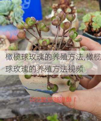 橄榄球玫瑰的养殖方法,橄榄球玫瑰的养殖方法视频