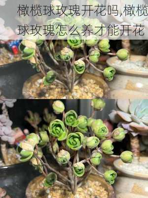 橄榄球玫瑰开花吗,橄榄球玫瑰怎么养才能开花