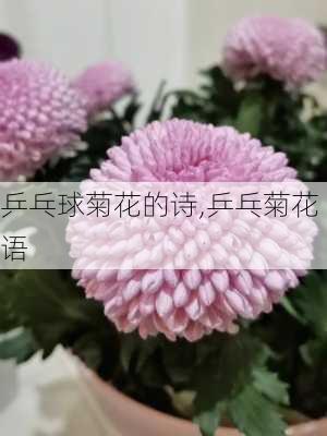 乒乓球菊花的诗,乒乓菊花语