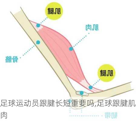 足球运动员跟腱长短重要吗,足球跟腱肌肉