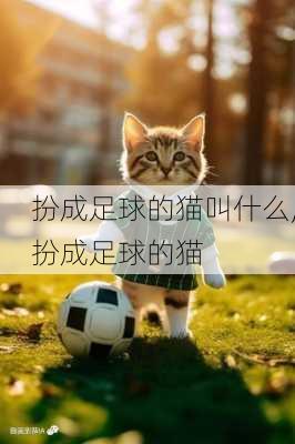 扮成足球的猫叫什么,扮成足球的猫