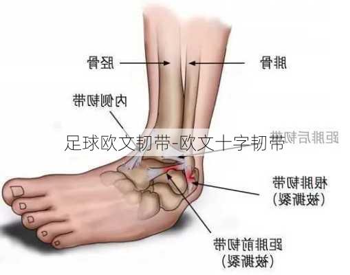 足球欧文韧带-欧文十字韧带